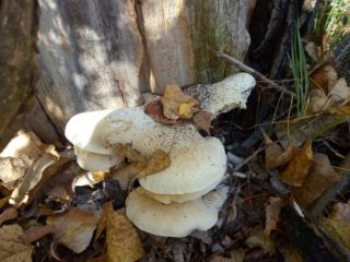 Østerssopp (Pleurotus dryinus): beskrivelse og bilde
