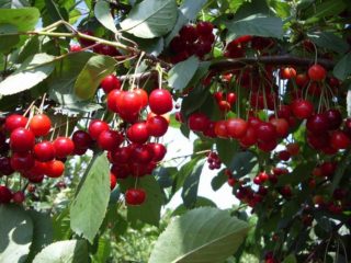 Cherry Assol: variasjonsbeskrivelse, bilder, anmeldelser, pollinatorer