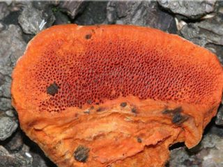 Polypore-cinnabar punainen: kuva ja kuvaus