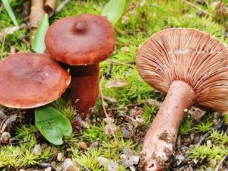 Maitomainen sieni: kuva ja kuvaus, lajikkeet, syötävät tai eivät, miten kokata