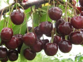 Cherry Nord Star (Nordstar) Star of the North: egenskaper og beskrivelse av sorten, pollinatorer