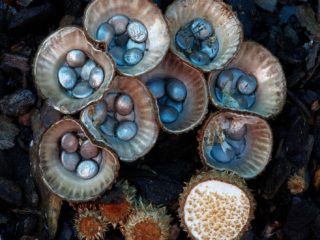 Svītrainais stikls: sēnes foto un apraksts