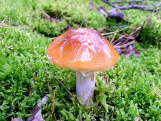 Slime webcap: nuotrauka ir aprašymas