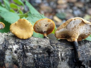 Polyporus varius: foto dan keterangan