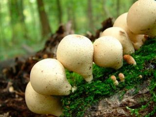 Kriaušės formos lietpaltis: nuotrauka ir aprašymas, receptai, gydomosios savybės