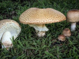 Champignon August: kuvaus ja valokuva, syötävyys