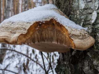 Polypori: hyödylliset ominaisuudet ja käyttö, kemiallinen koostumus