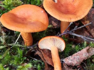 Millechnik ไม่สามารถรับประทานได้ (สีส้ม): คำอธิบายและรูปภาพคุณสมบัติการทำอาหาร