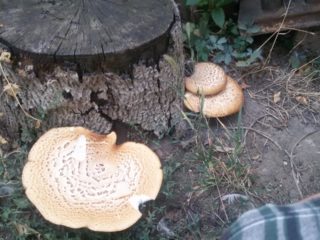 Zvīņains polipors (Polyporus Squamosus): foto un apraksts, receptes