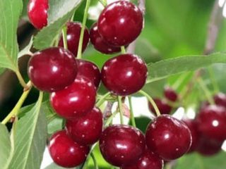 Cherry Griot Moscow: lajikkeen ominaisuudet ja kuvaus, pölyttäjät, valokuva kukassa