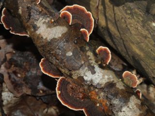 Auricularia līkumains: kur tas aug un kā tas izskatās