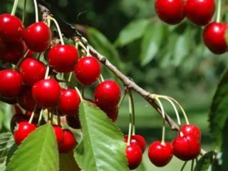 Cherry Igritskaya: sortbeskrivning, foton, recensioner, pollinatorer