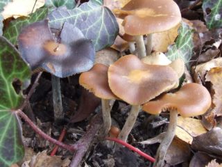 Psilocybe blue: foto un apraksts