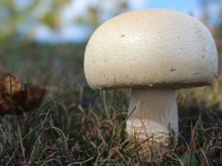 Champignon mentah: adakah mungkin untuk dimakan, faedah dan keburukan, ulasan, resipi