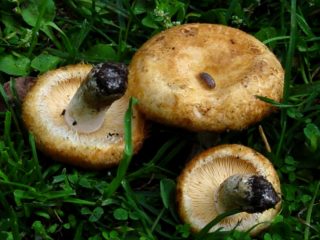 Pormestarin vuosituhat (Lactarius mairei): kuvaus ja valokuva