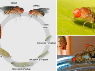 I kombucha, orme, midges, larver: grunde og hvad man skal gøre