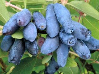 Honeysuckle Indigo: Jam, Yam, keterangan dan gambar, ulasan