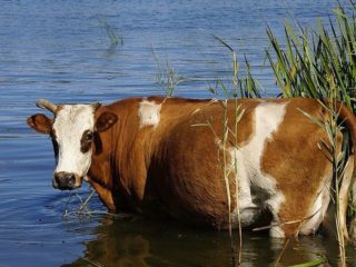 Lehmien leptospiroosi: eläinlääkinnälliset säännöt, ehkäisy