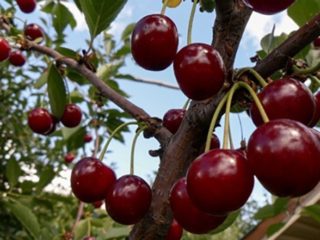 Cherry Morel (Amorel) Bryanskaya: kuvaus lajikkeista, valokuvista, arvosteluista