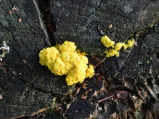 Zemes eļļas sēne (Fuligo putrid): apraksts un foto