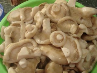 Mengapa cendawan susu pahit: sebab dan cara untuk menghilangkan kepahitan