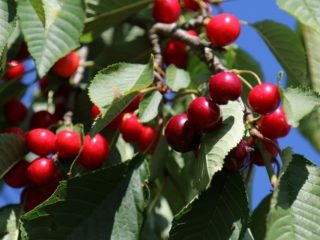 Cherry Bystrinka: beskrivning av sorten, foton, recensioner av trädgårdsmästare, pollinatorer