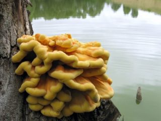 Tinder sēne sēra dzeltenā krāsā (vistas, sēņu vistas): foto un apraksts, receptes