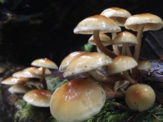Gifoloma cephalic: aprašymas ir nuotrauka