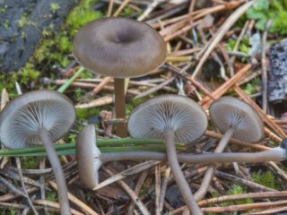Omphalina cinder (myxomphaly cinder): nuotrauka ir aprašymas