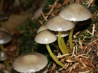 Mycena-liima: kuvaus ja valokuva