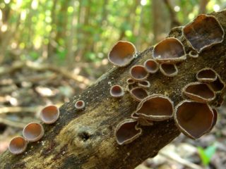 Auricularia biezpalvainais: foto un apraksts, lietošana