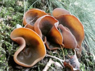 Brūna pecika (brūns-kastaņbrūns, olīvbrūns): foto un apraksts