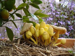 Belonavoznik Birnbaum: sēnes foto un apraksts