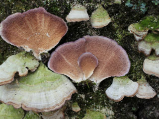 Trichaptum ir divējāds: foto un apraksts