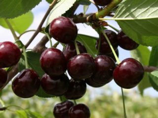 Cherry Khutoryanka: sortbeskrivning, foton, recensioner, pollinatorer