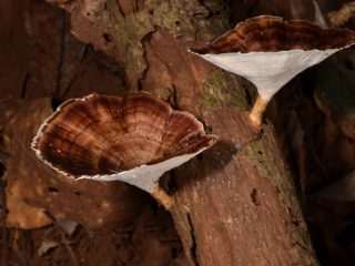 Mikropora dzeltenā piesaiste: foto un apraksts