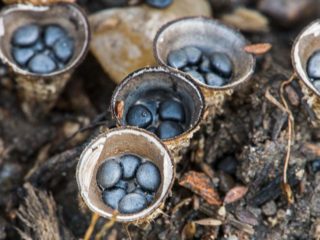 Oll's glass: kā tas izskatās un kur aug