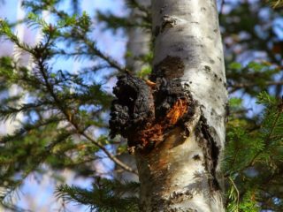 Chaga: hva hjelper, hvilke sykdommer, bruk og kontraindikasjoner