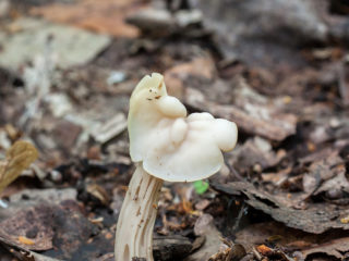 Cirtaini klaipi: apraksts un foto