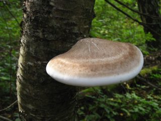 Koivusieni (Tinder birch): kuva ja kuvaus, lääkinnälliset ominaisuudet ja vasta-aiheet