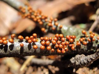 Leocarpus trausls: apraksts un foto