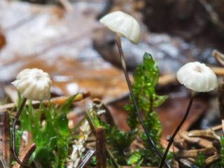 Negniychnik kaikkein tarjous (Negniychnik Vetstein): kuva ja kuvaus