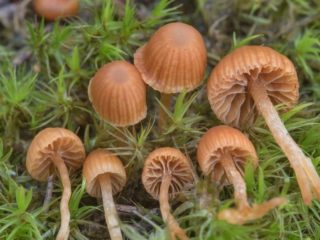 Psilocybe-vuori (Psilocybe Montana): kuva ja kuvaus