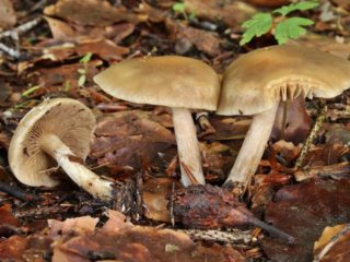 Agrocybe stop-like: di mana ia tumbuh dan seperti apa, boleh dimakan