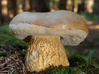 Vääriä siansieniä: kuva ja kuvaus, lajikkeet