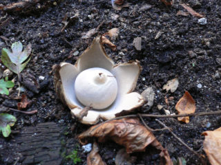 „Zvezdovik“ pakraštyje („Geastrum“, „zvezdovik“ sėdi): nuotrauka ir aprašymas