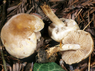 Gebeloma jostas: ēdamība, apraksts un foto