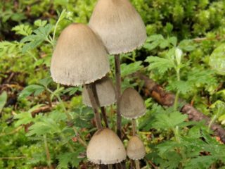 Bell paneolus (Bell pakaļu): foto un apraksts