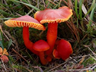 Hygrocybe cinnabar red: คำอธิบายและรูปถ่าย