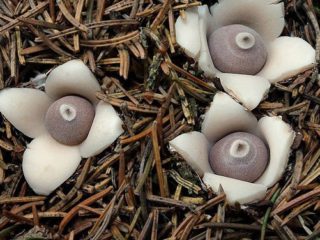 Zvezdovik-neliteräinen (Geastrum-neliteräinen): kuva ja kuvaus